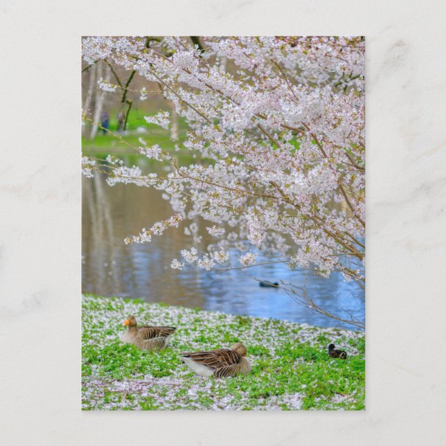 St James's Park London UK Postcard Postkarte (Vorderseite)