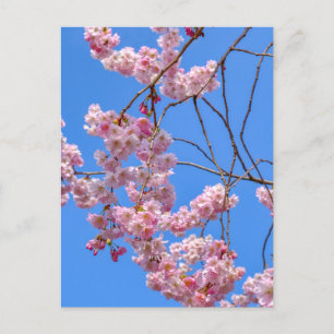 St James's Park London UK Postcard Postkarte