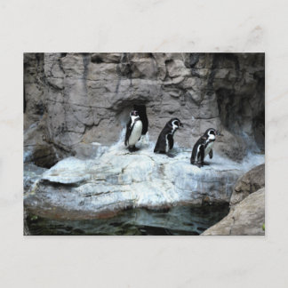 St. Louis Zoo 2009 Postkarte