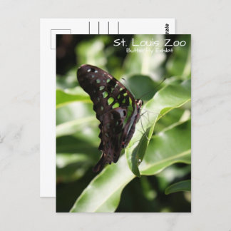 St. Louis Zoo Green Butterfly Postkarte