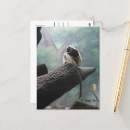 St. Louis Zoo Lemur Postcard Postkarte