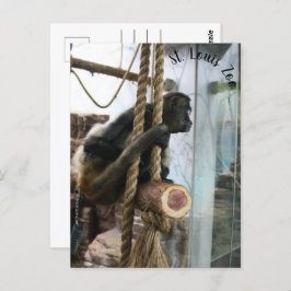 St. Louis Zoo Monkey Postcard Postkarte
