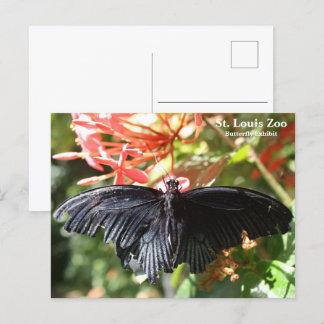 St. Louis Zoo Schmetterlingspostkarte Postkarte