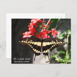 St. Louis Zoo Yellow Butterfly Postcard Postkarte