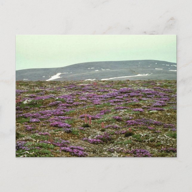 St. Matthew Island, Blackish (oder Lila) Oxytrope Postkarte (Vorderseite)