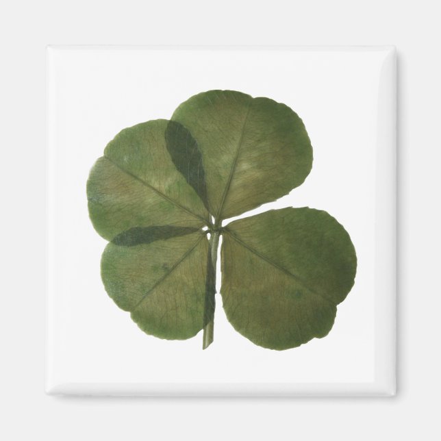 St Patrick Real 4 Leaf Clover Lucky Magnet (Vorne)