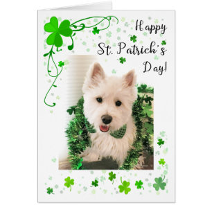 St Patrick Tageswesthochland Terrier
