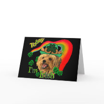 St Patrick Yorkshire Terrier