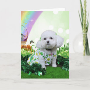 St Patrick's Day - Bichon Frise - Mia Karte