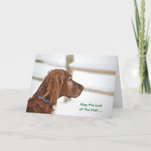St. Patrick's Day Irish Setter Karte
