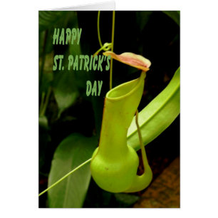 St. Patrick's Day mit Pipe Pflanze Green