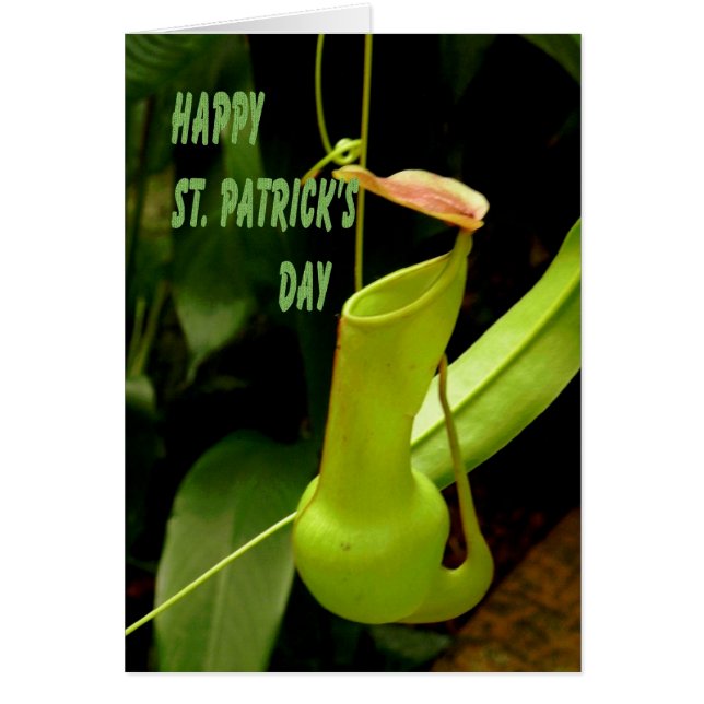 St. Patrick's Day mit Pipe Pflanze Green (Vorne)