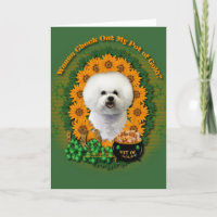 St. Patricks - Goldschatz - Bichon Frise