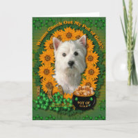 St. Patricks - Goldschatz - Westhochland Terrier