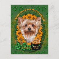 St Patricks - Pot of Gold - Yorkshire Terrier