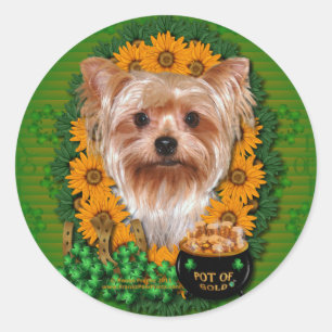 St Patricks - Pot of Gold - Yorkshire Terrier Runder Aufkleber