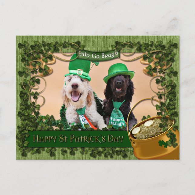 St Pats Day - Golden Doodles - Sadie und Izzie Postkarte (Vorderseite)