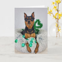 St Pats MinPin