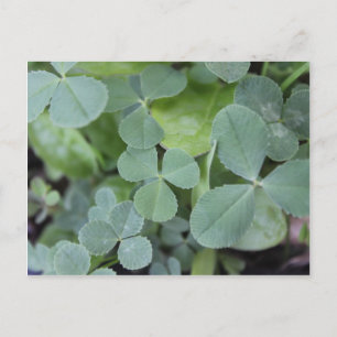 St Pattys Day Clover Mix Postkarte