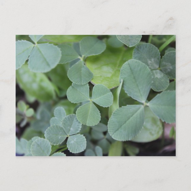 St Pattys Day Clover Mix Postkarte (Vorderseite)