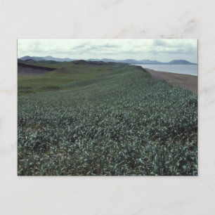 St. Paul Island, Sand-Dünengebiet Pribilof Island Postkarte