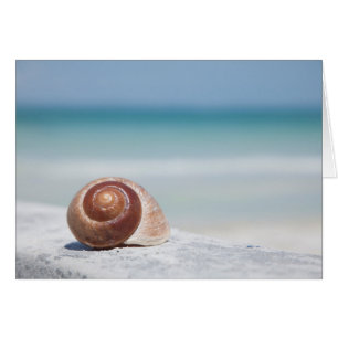 St. Petersburg des Seashell- , Florida
