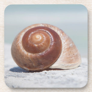 St. Petersburg des Seashell- , Florida Getränkeuntersetzer