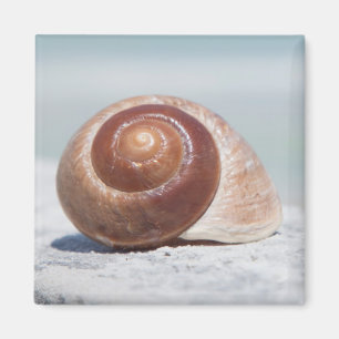 St. Petersburg des Seashell- , Florida Magnet