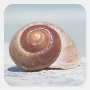 St. Petersburg des Seashell- , Florida Quadratischer Aufkleber