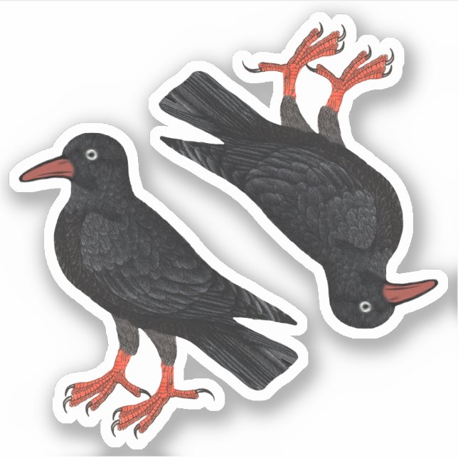 St. Piran's Day / St. Thomas Becket Choughs (fL) - Aufkleber (Vorderseite)