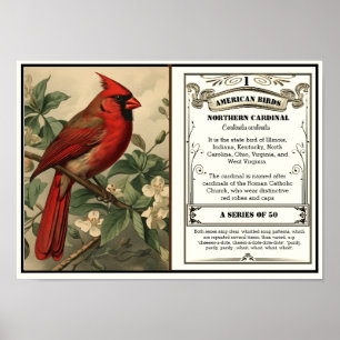 Staat Bird Collection, Kardinal, anpassbar Poster