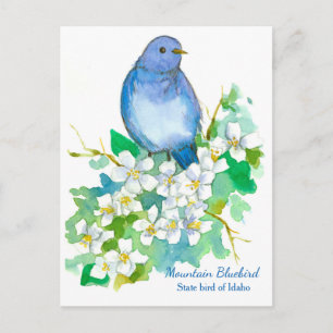 Staat Bird of Idaho Mountain Bluebird Postkarte