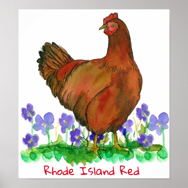 Staat Bird of Rhode Island Red Hen Chicken Violets Poster (Vorne)