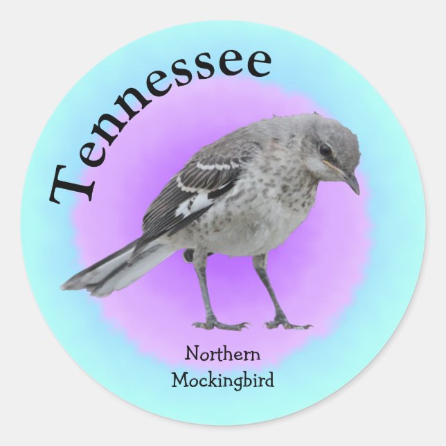 Staat Bird of Tennessee Runder Aufkleber (Vorderseite)