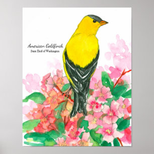 Staat Bird of Washington American Goldfinch Yellow Poster