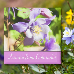 Staat Blume Colorado Rocky Mountain Columbine Magnet