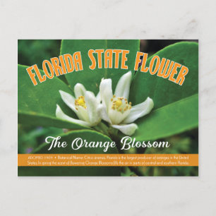 Staat Blume Florida - Orangenblütenpracht Postkarte