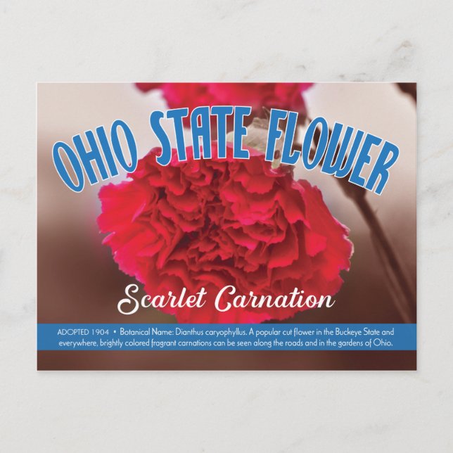 Staat Blume Ohio Scarlet Carnation Postkarte (Vorderseite)