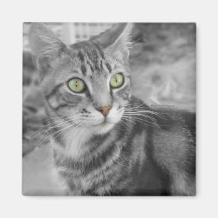 Staat der Verwunderung Magnet