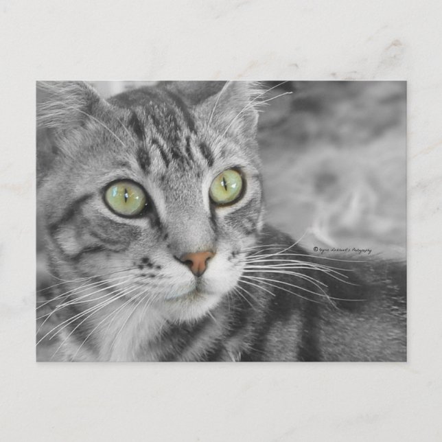 Staat des Wunders Postkarte (Vorderseite)