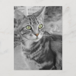 Staat des Wunders Postkarte