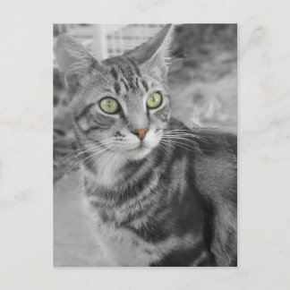 Staat des Wunders Postkarte