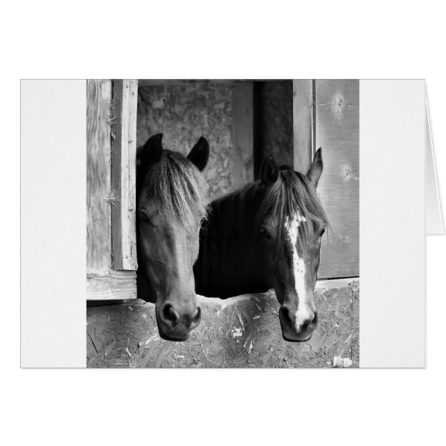 Stabile Partner (Vorderseite (Horizontal))