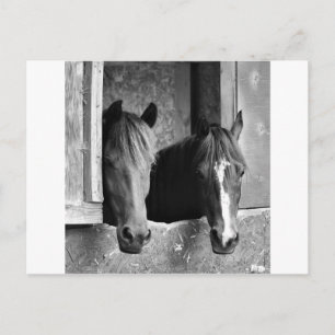 Stabile Partner Postkarte