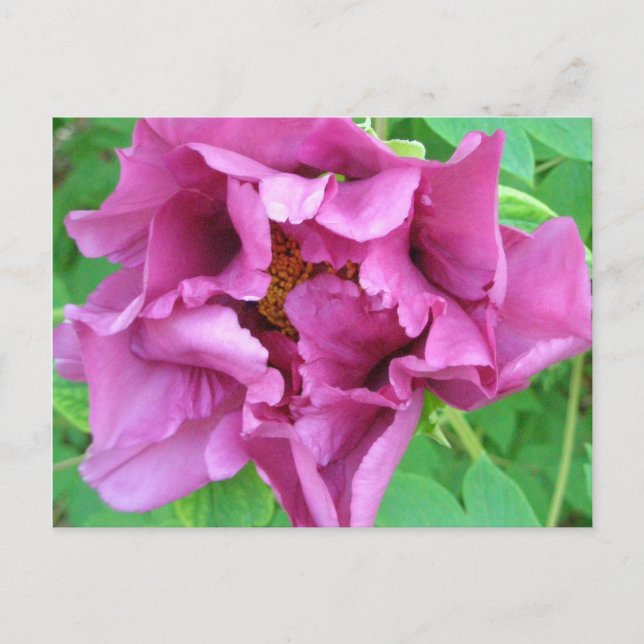 Stacey’s Floral Design’s Postkarte (Vorderseite)