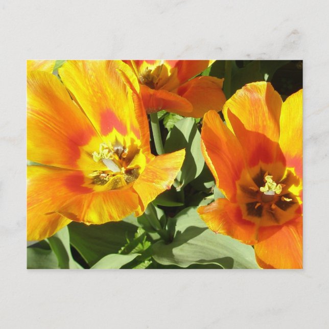 Stacey’s Floral Design’s Postkarte (Vorderseite)