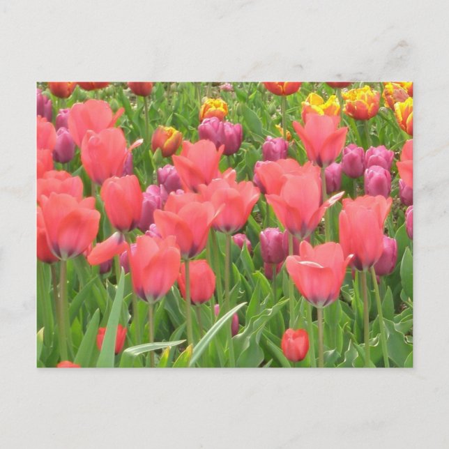 Stacey’s Floral Design’s Postkarte (Vorderseite)