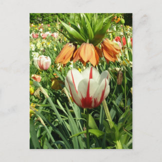 Stacey’s Floral Design’s Postkarte