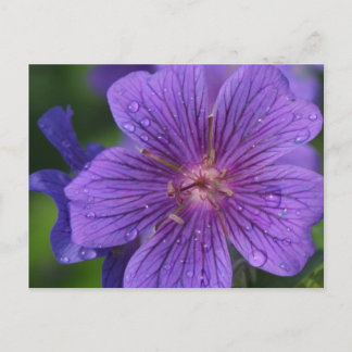 Stacey’s Floral Design’s Postkarte