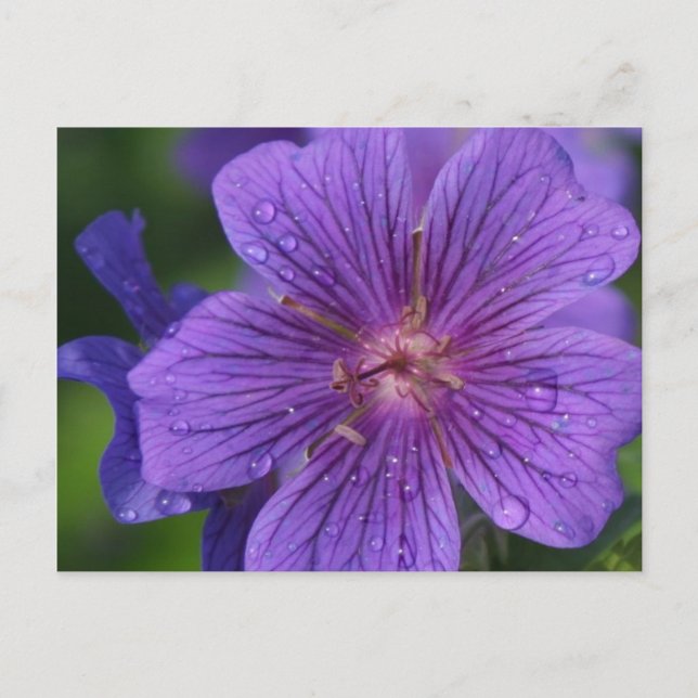 Stacey’s Floral Design’s Postkarte (Vorderseite)